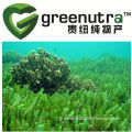 GMP factory supplying Chlorella Powder